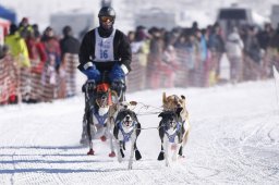 Lenk 2013